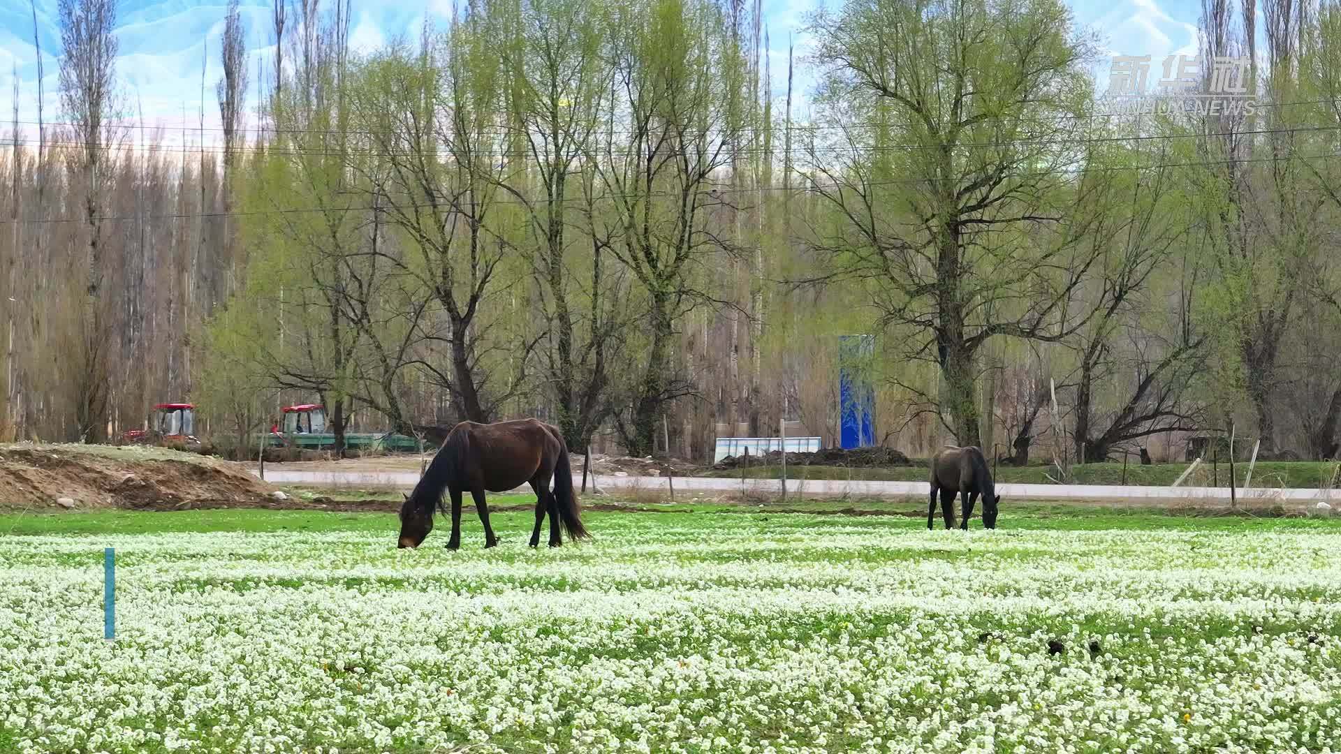 新疆特克斯县：野花铺满青草地