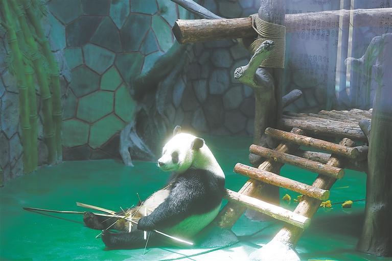 四只大熊猫亮相兰州野生动物园