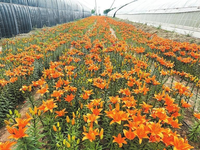 兰州新区秦川园区现代农业产业园百合花种植基地 新甘肃·甘肃日报通讯员 牛 亮