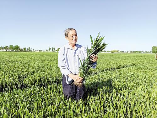 4月23日，在辛集市马兰农场的麦田里，河北省小麦专家指导组组长郭进考正在查看小麦长势。 河北日报记者 郝东伟摄