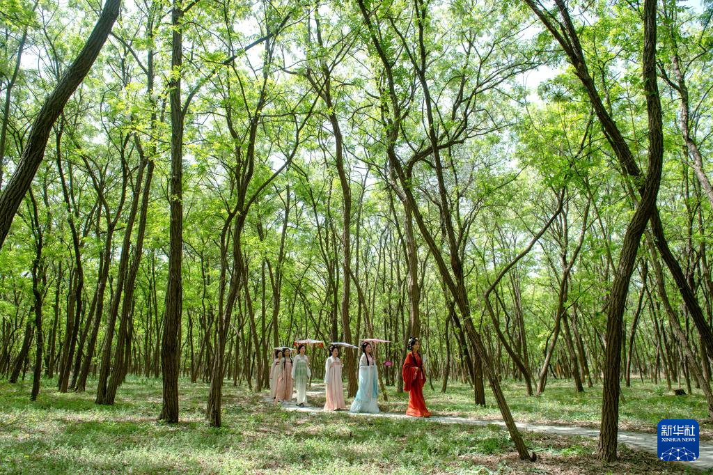 4月25日，在枣强县古漳营头村的一处槐林里，游客体验汉服走秀表演。