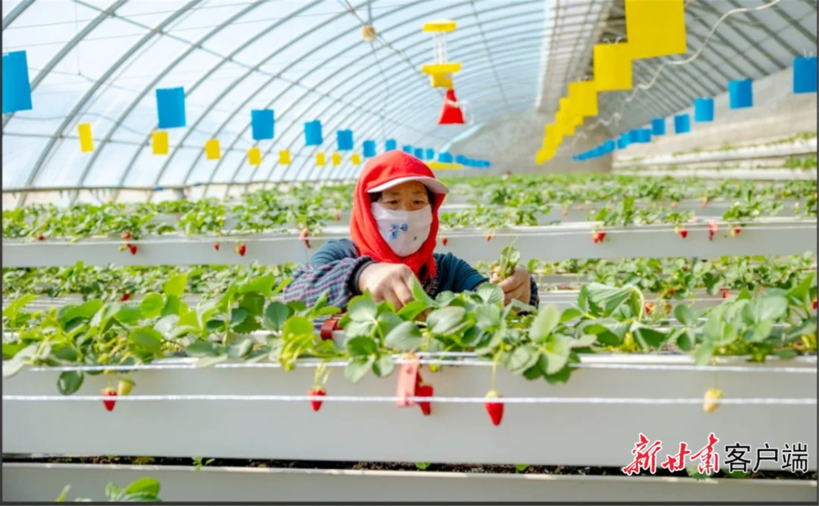 金塔县农技中心科技推广示范园，立体栽培模式让草莓“住”进小高层。