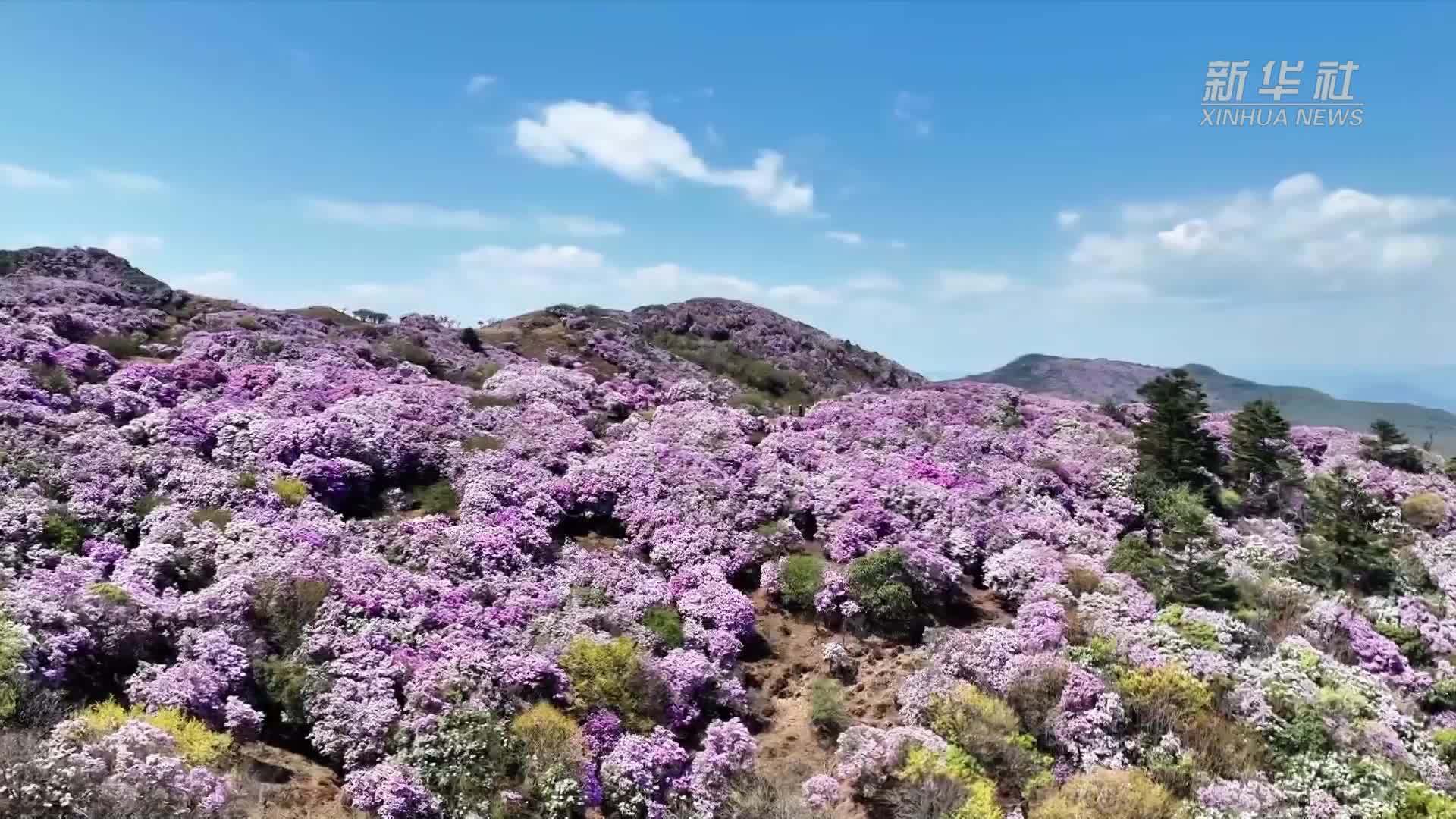 成都世园会植物故事：“花中西施”杜鹃