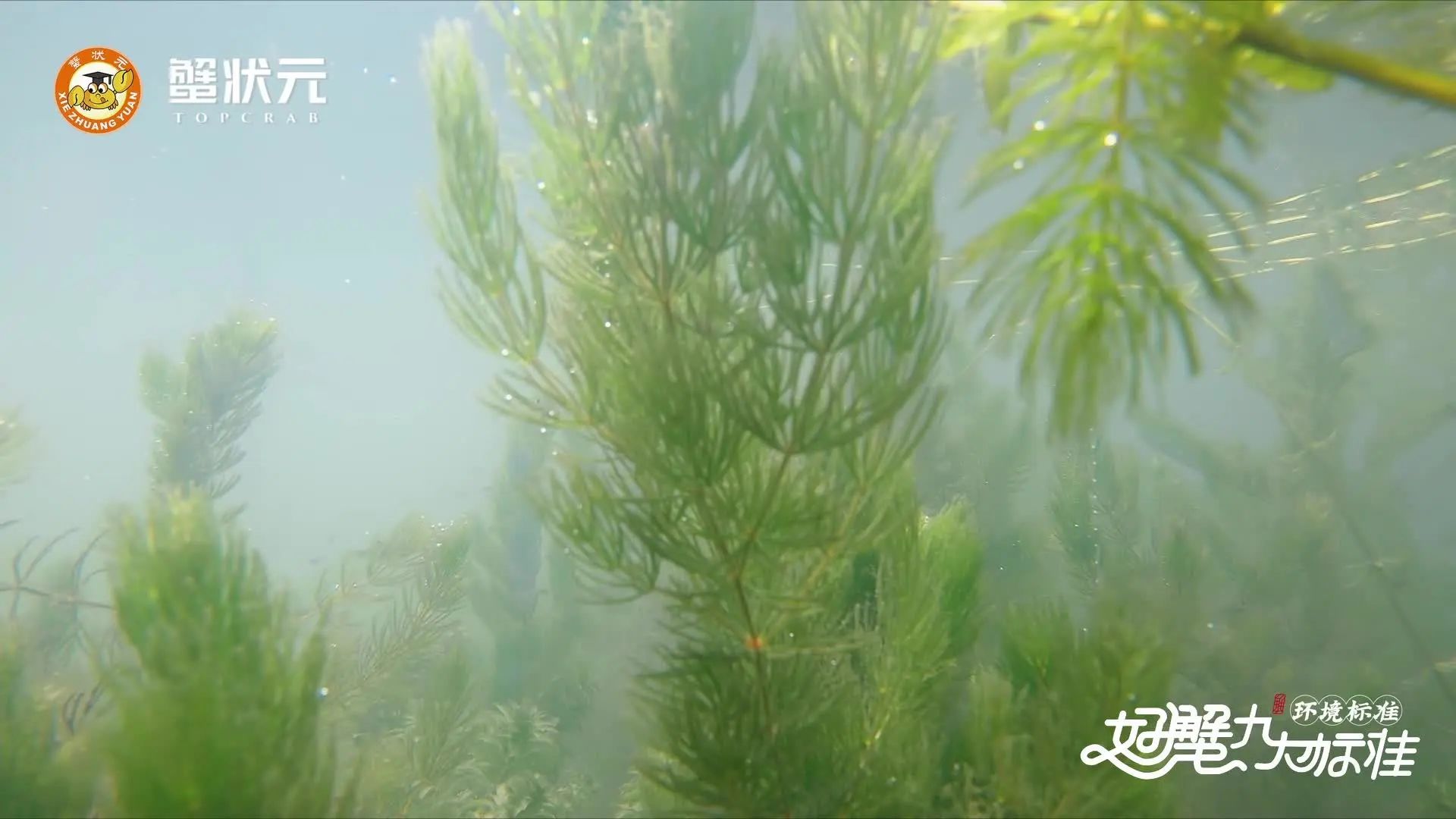蟹状元大闸蟹养殖水草20241255