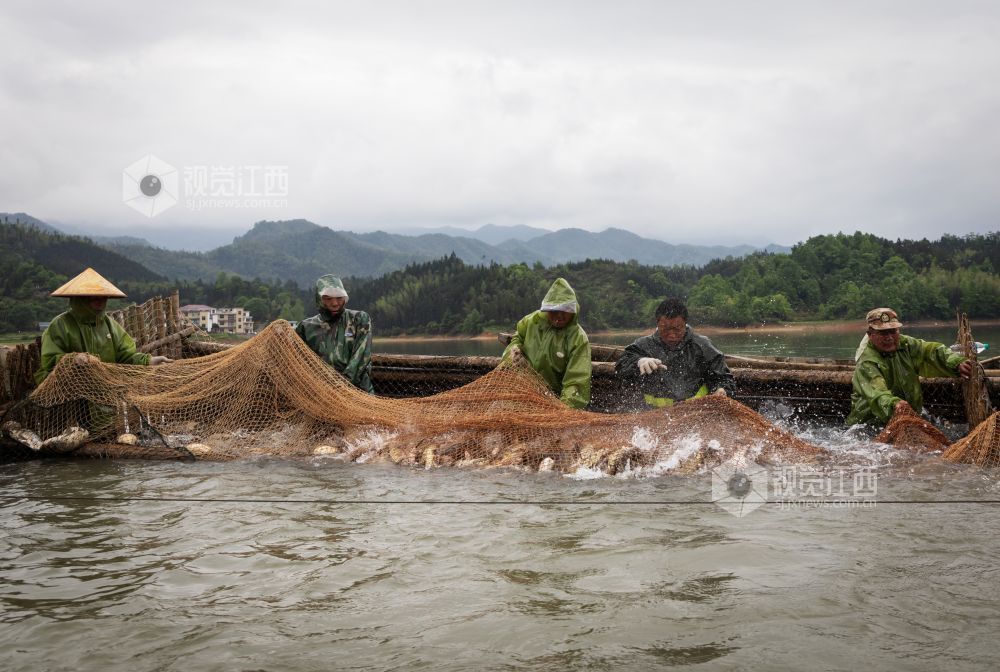 2024年4月20日清晨，江西省宜春市袁州区新坊镇里睦水库呈现出一派“鱼跃人欢”的好“丰”景。