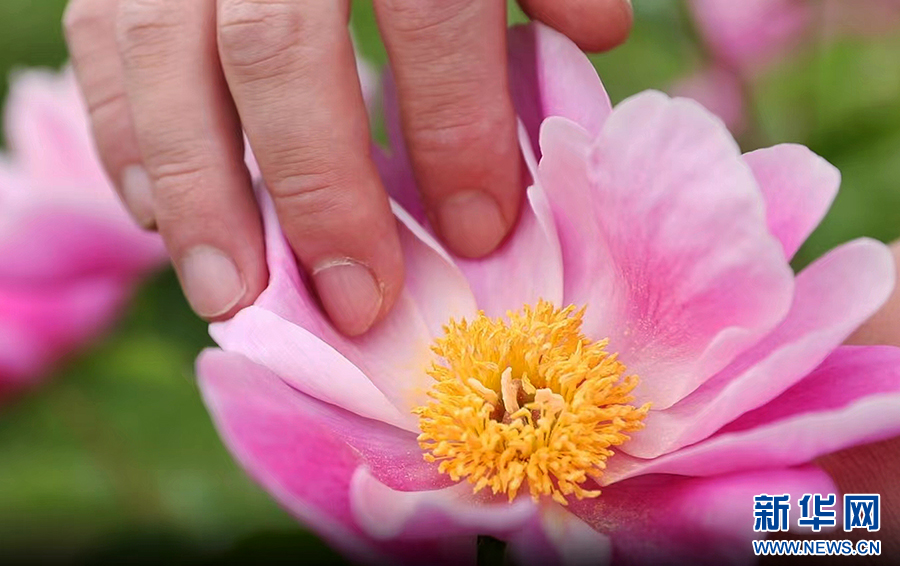 4月20日，河南省商丘市睢县白庙乡土楼村，农户在采摘芍药花。