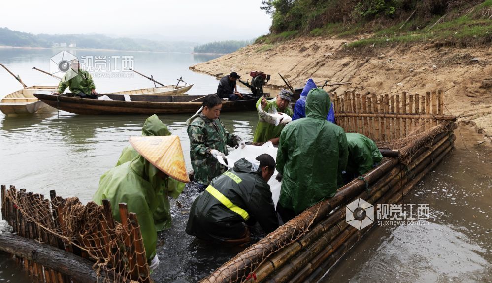 岸边掀起一派繁忙繁忙的劳动场面。