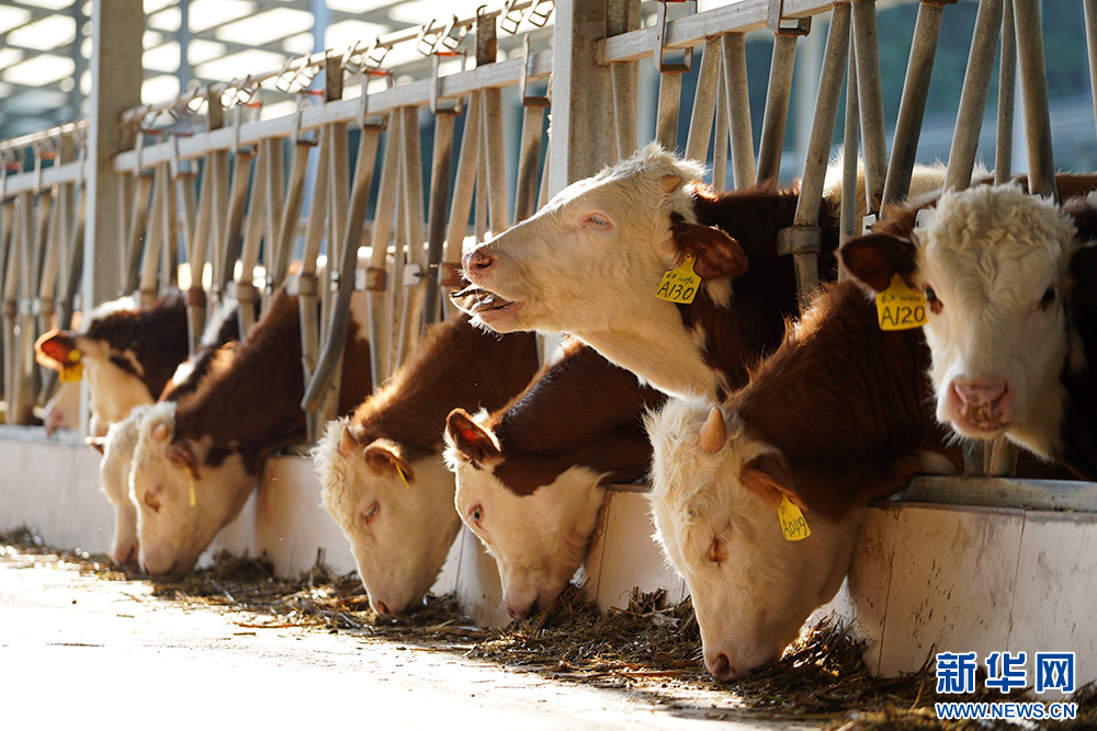 养殖车间的牛在吃饲料。新华网 刘君 摄