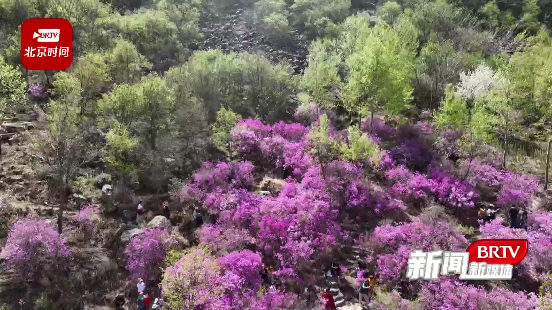 一路山花不负侬密云黄粱根峡谷内映山红绽放