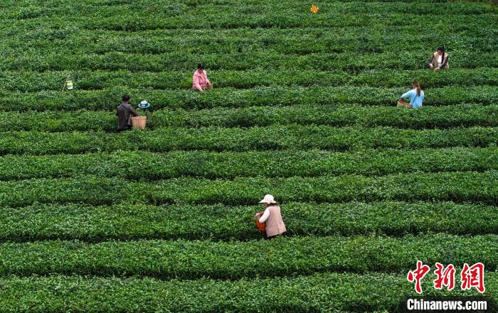 湖北襄阳茶农在茶园采茶。杨东摄