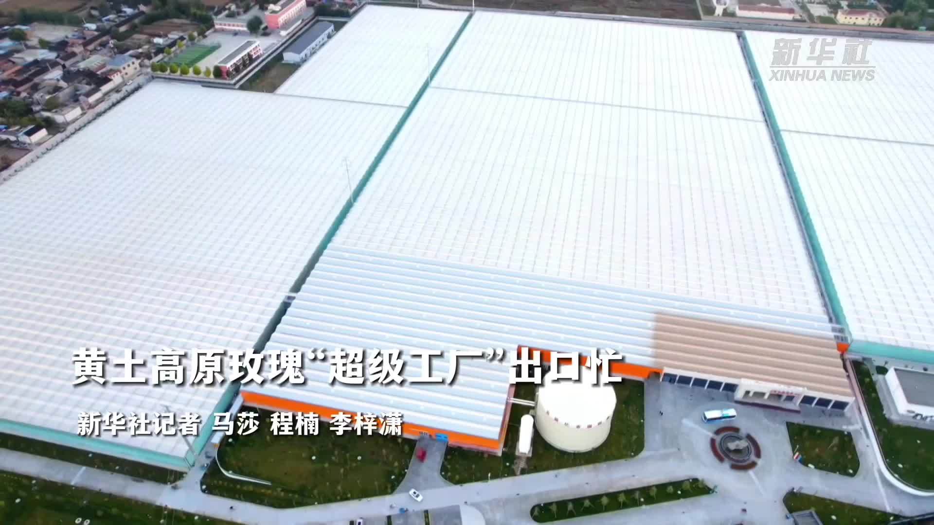 黄土高原玫瑰“超级工厂”出口忙