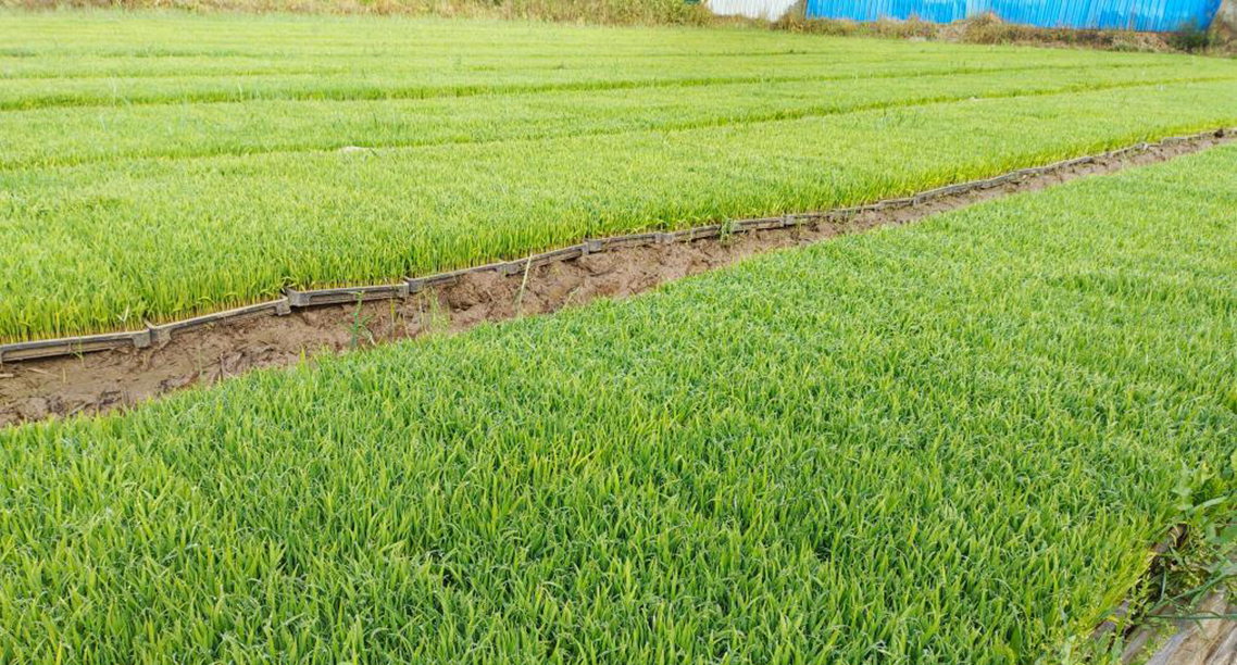 “栽出新一季的希望”——安徽多地探索水稻单产提升新事"