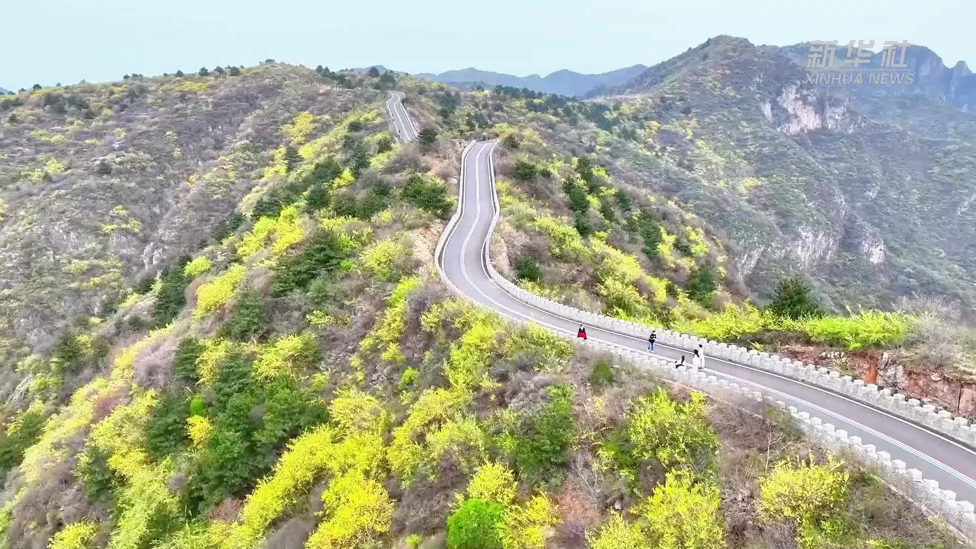 四季旅行｜河南卫辉：连翘花开春风里