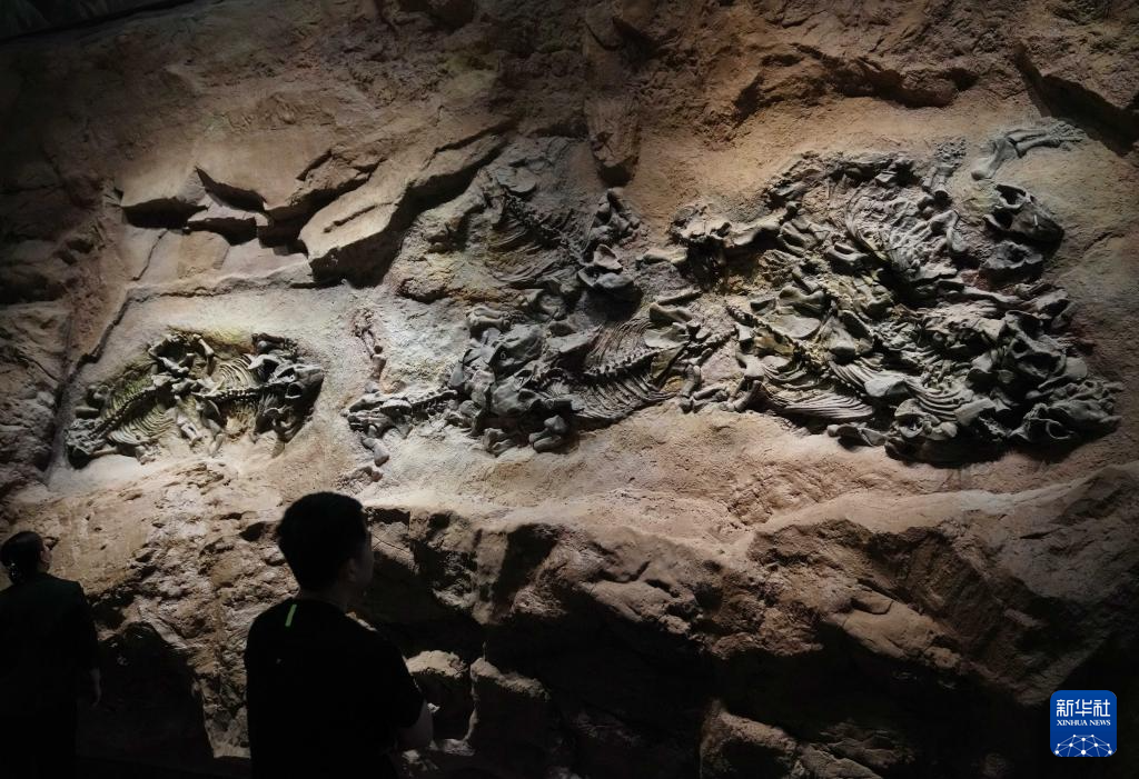 4月24日，游客在河北省保定市中国古动物馆（保定自然博物馆）内参观。