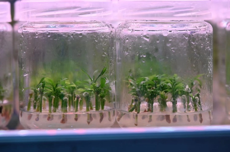 ▲正在培育中的柑橘幼苗。受访者供图