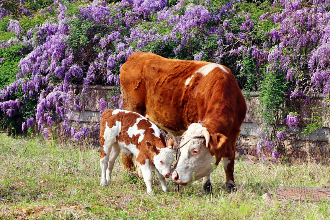 牛妈妈陪着小牛在花丛边嬉戏,动物也沉浸在这春天的气息里.田文娟 摄