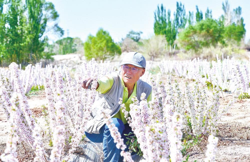 ４月下旬，由敦煌市退休老干部王凯程从山东引种的70多亩近10万株钙果苗长势喜人。钙果，是从野生植物欧李中发现并选育出来的我国独有的水果优质品种，果实可以制作钙片、果酒、果脯、饮料等产品，它的果实具有三重补钙功效，被称为“补钙之星”、“水果之王”。图为莫高镇钙果种植户正在田间除草、疏花　新甘肃&middot;甘肃经济日报通讯员　王斌银　摄