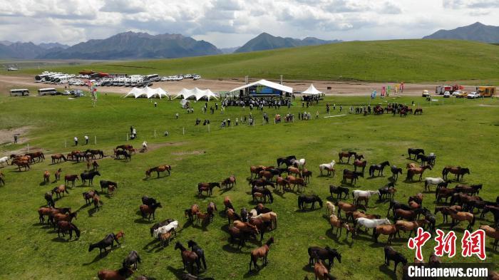 2022年6月29日，位于河西走廊中部的山丹马场马匹成群。杨艳敏　摄