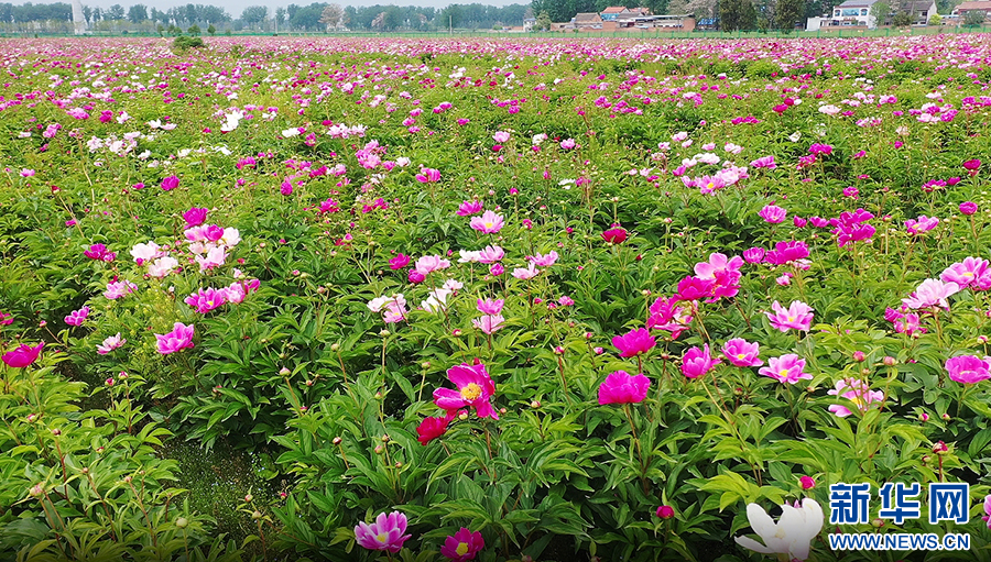 4月20日，河南省商丘市睢县白庙乡土楼村种植的芍药开花。