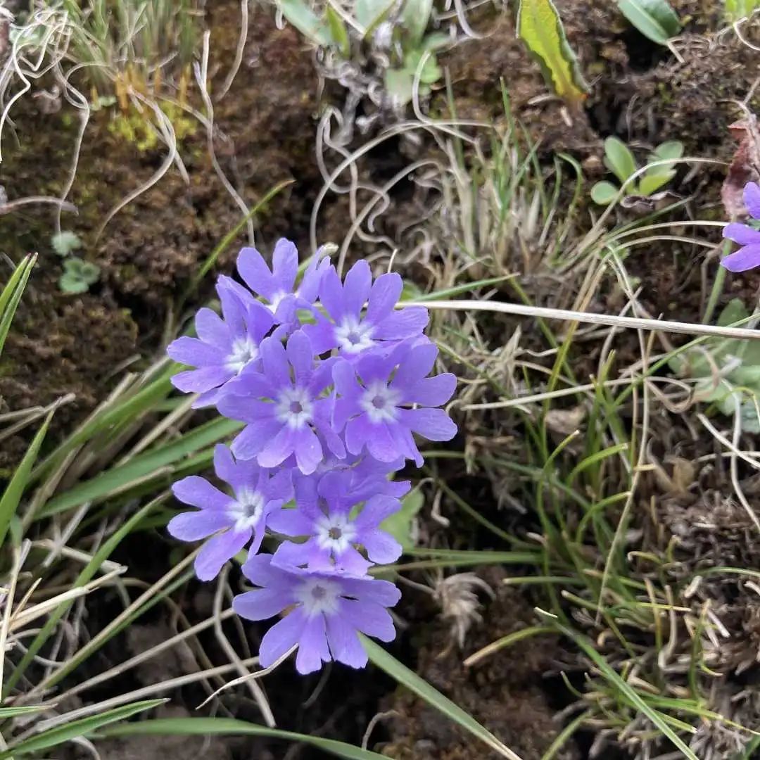 迭山的珍稀植物