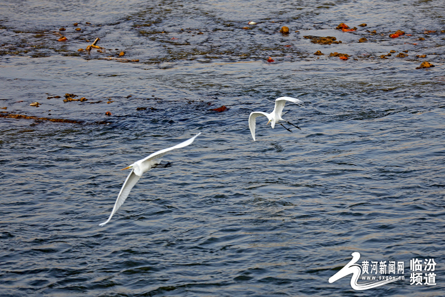 候鸟白鹭在汾河流域临汾段栖息、飞翔。