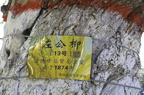 ▲宁夏隆德县古柳公园内的左公柳保护牌（受访者供图）
