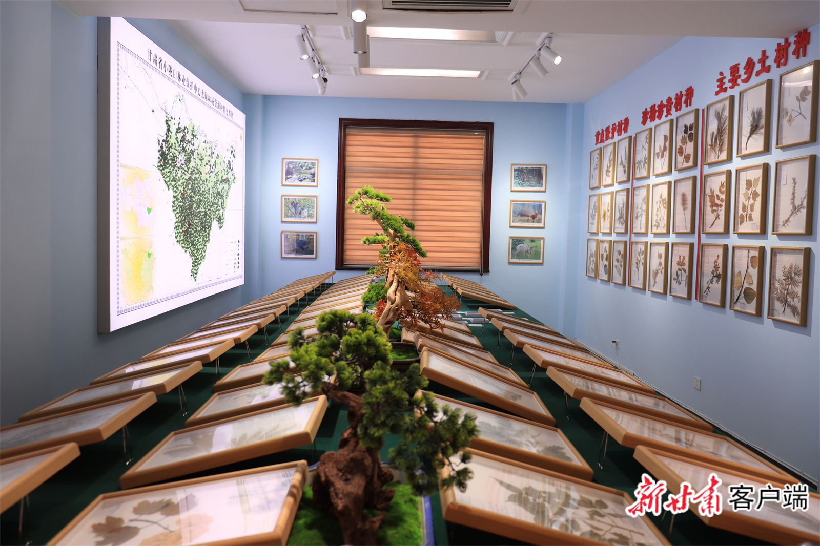 林场用以留存珍贵树种资料的展览室　新甘肃·甘肃日报通讯员　姜彬　提供