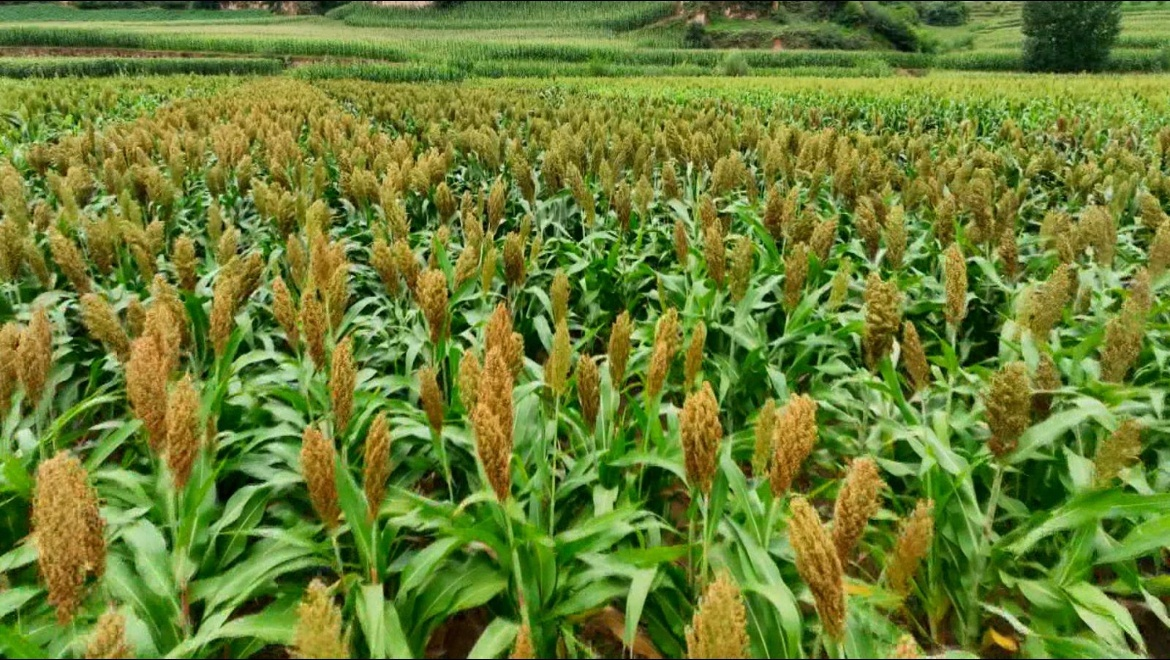 兴县独特的自然资源孕育出高粱等各种优质农作物。（图片来源：兴县融媒）