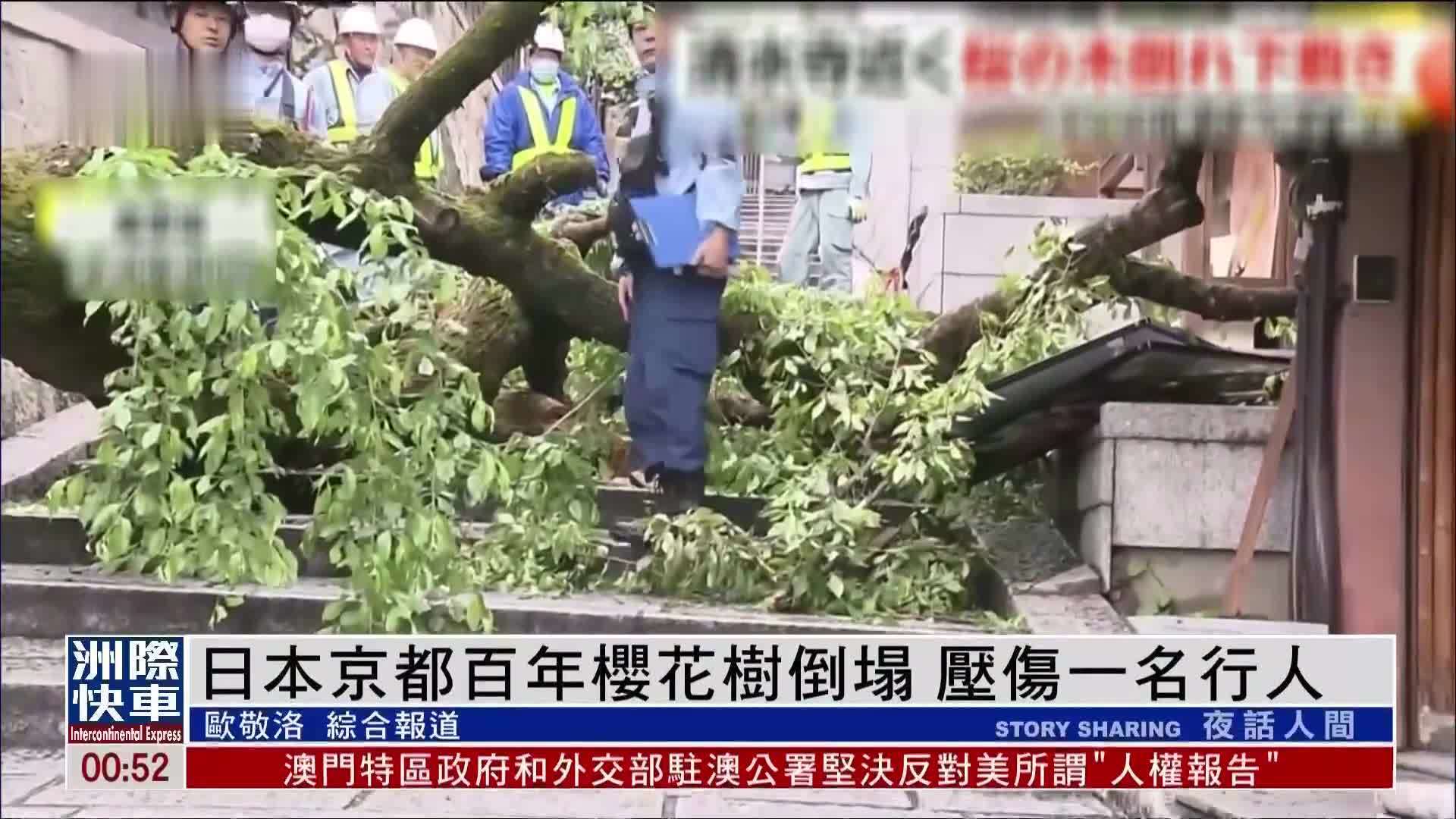 日本京都百年樱花树倒塌 压伤一名行人