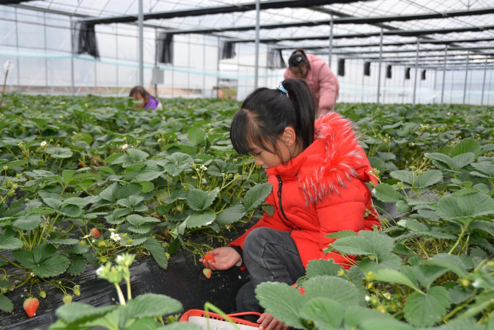 建阳区麻沙镇一处草莓大棚内，小朋友们在采摘草莓。新华社记者 张华迎 摄