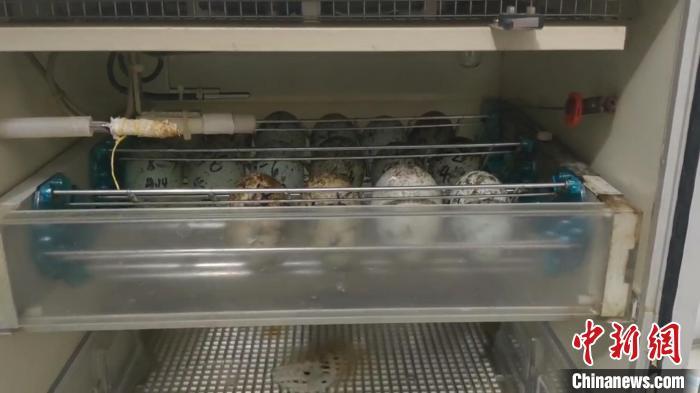 图为孵化箱里的朱鹮卵。董寨国家级自然保护区朱鹮繁育站供图