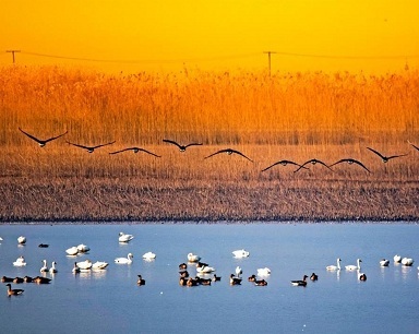 武汉沉湖湿地修复生态引来万鸟翔集