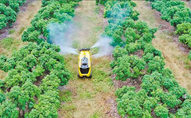 ▲迪马股份农业机器人在果林里进行喷淋作业。（受访者供图）