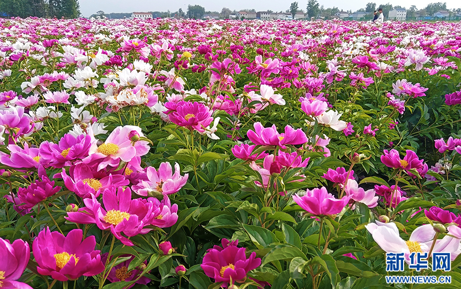 4月20日，河南省商丘市睢县白庙乡土楼村种植的芍药开花。