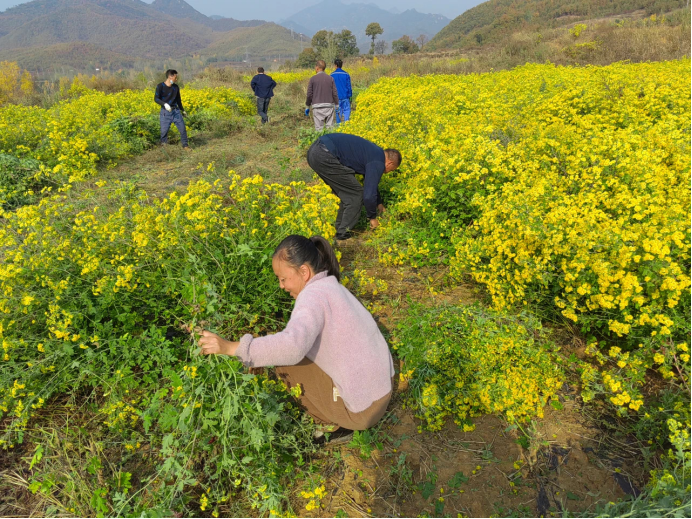 南召县马市坪乡白庄村群众在田地里收割成熟的野菊花。
