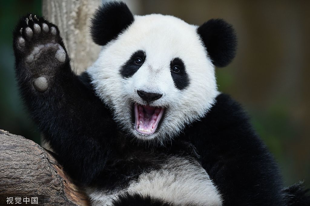 挥舞手掌的大熊猫（图源：视觉中国）