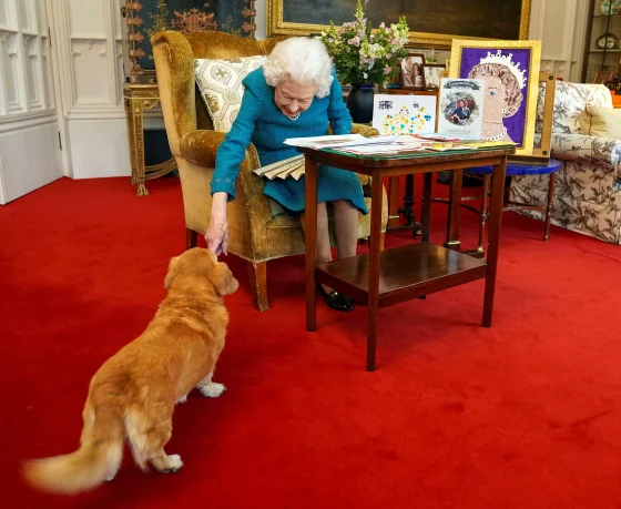 2022年1月，伊丽莎白二世与她的柯基犬。英媒此前报道，伊丽莎白二世对柯基犬情有独钟。