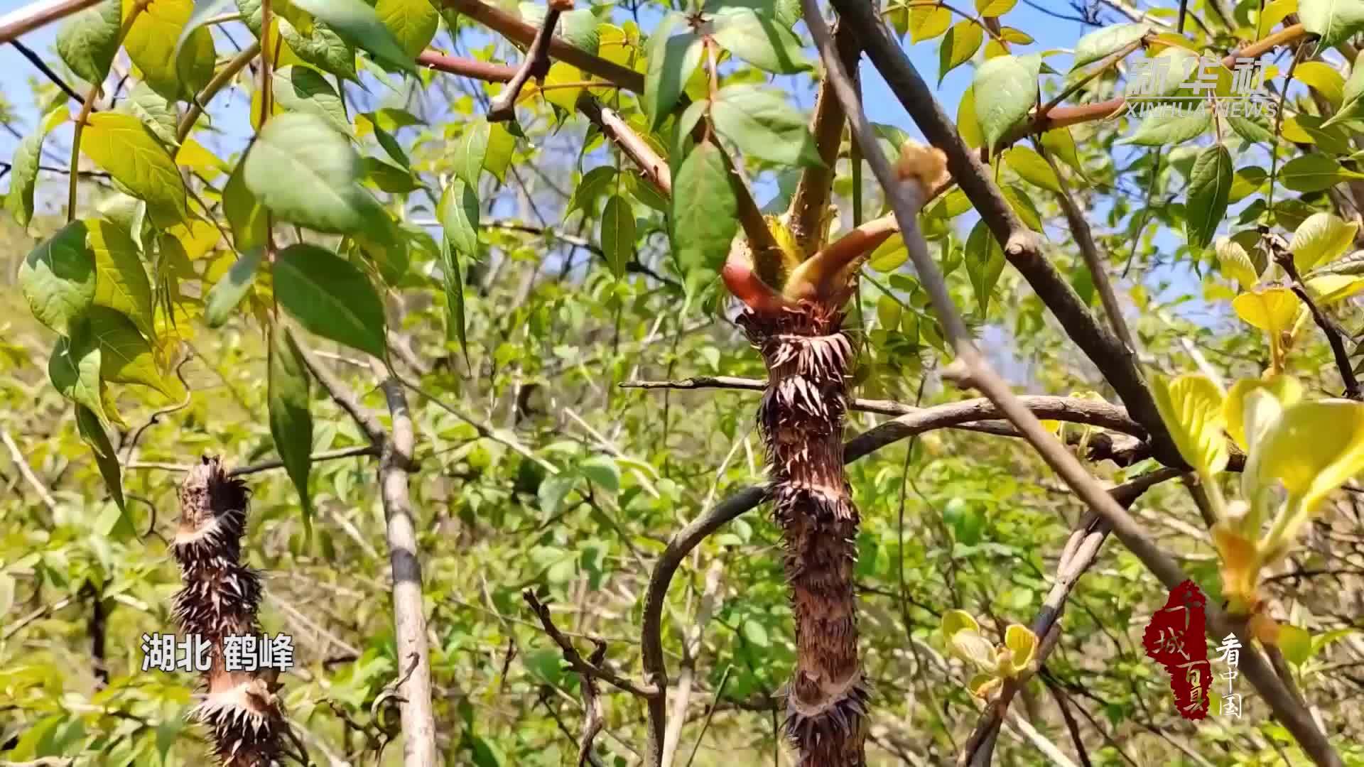 千城百县看中国｜湖北鹤峰：“刺苞头”炒腊肉香飘四溢