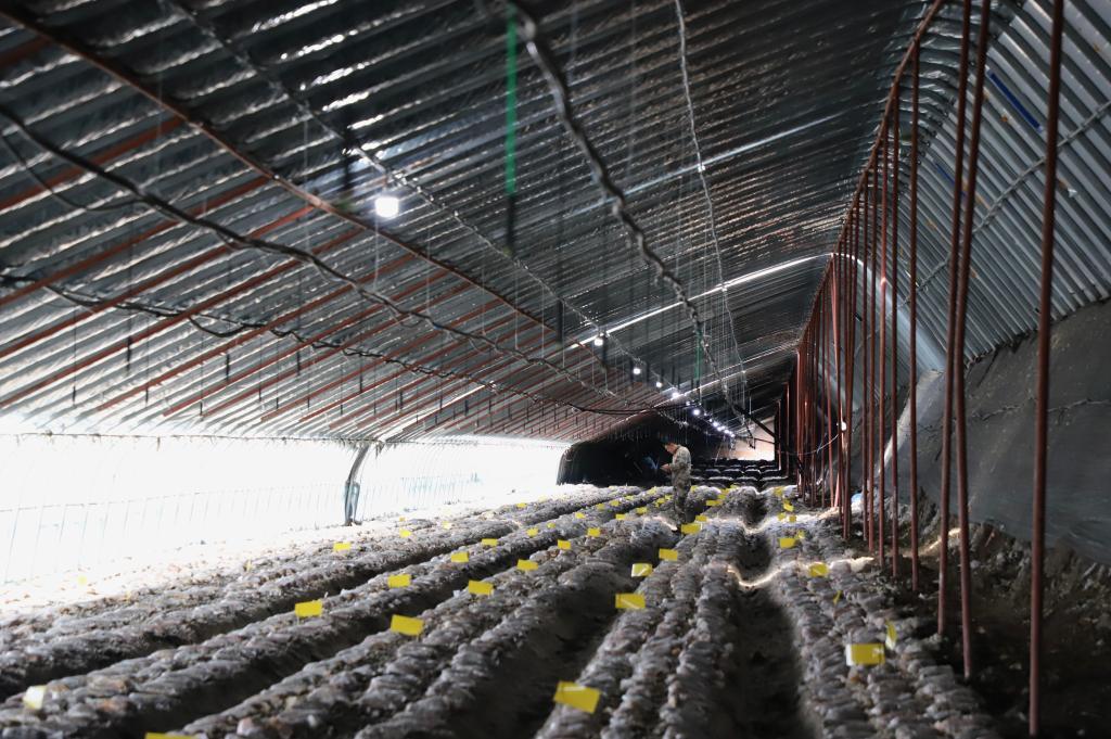 这是牡丹江市东宁市的一座羊肚菌种植大棚。新华社记者 徐凯鑫 摄