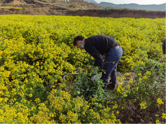 南召县马市坪乡白庄村群众在菊花种植基地收割成熟的野菊花。