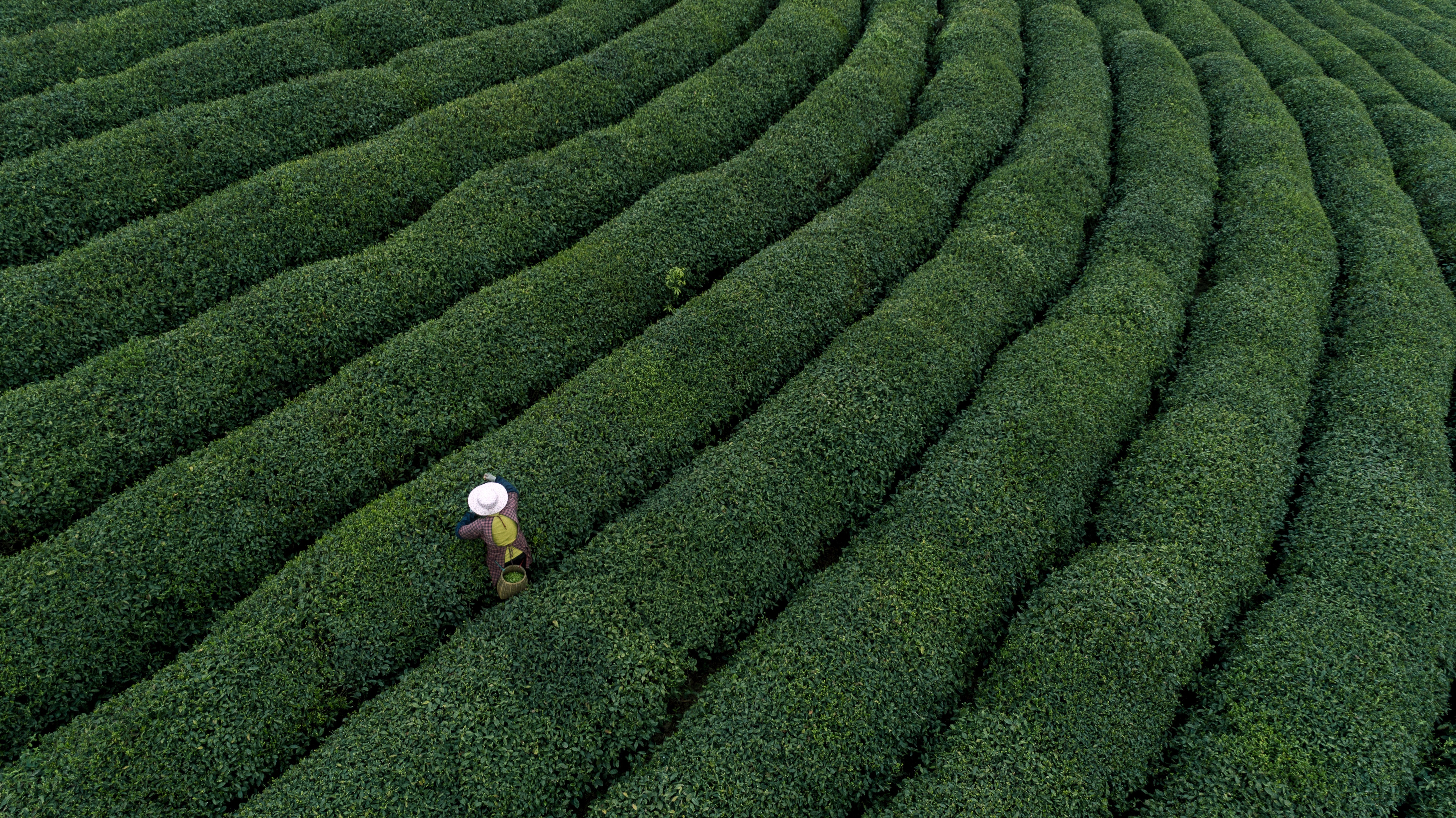 西海岸新区海青茶文化节成功举办 茶旅影响力进一步扩大