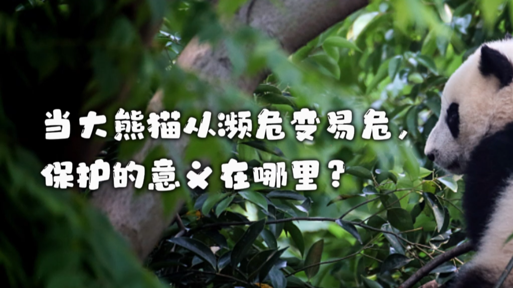 当大熊猫从濒危变易危，保护的意义在哪里？