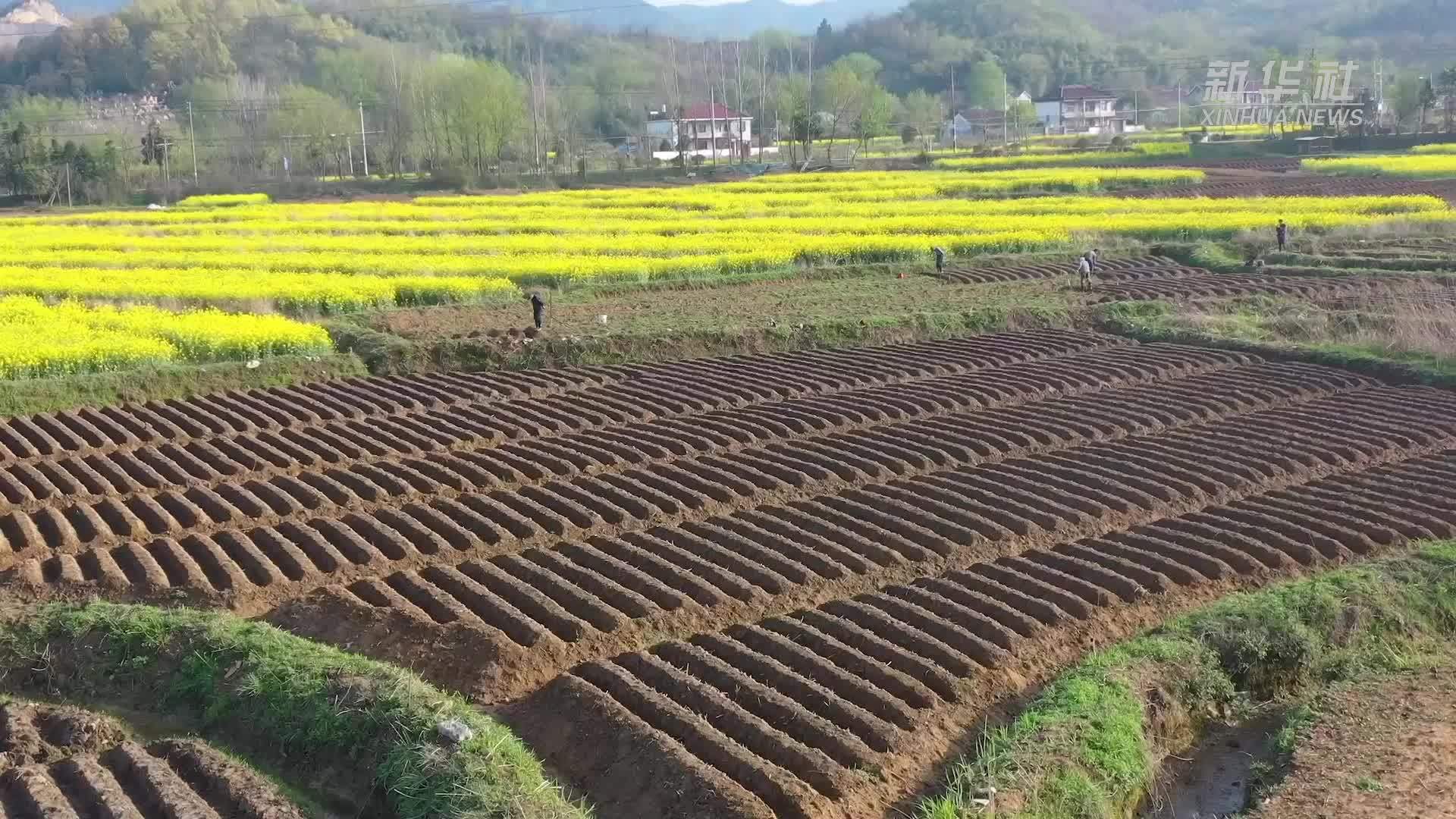 铜陵白姜：千年种植系统背后的农业智慧