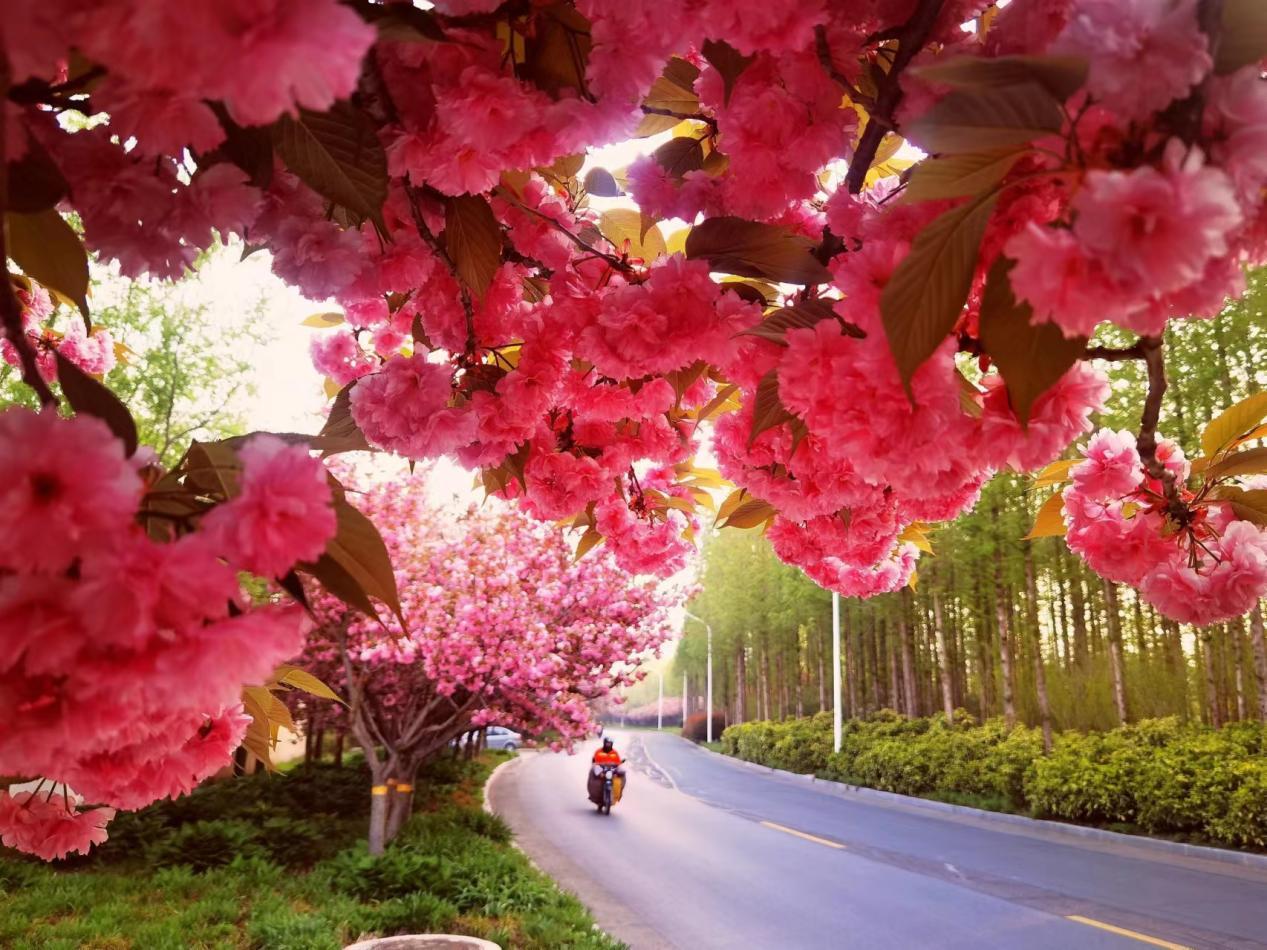 骑行在公园小道，感受春风拂面，欣赏繁花似锦的景象。武爱民 摄