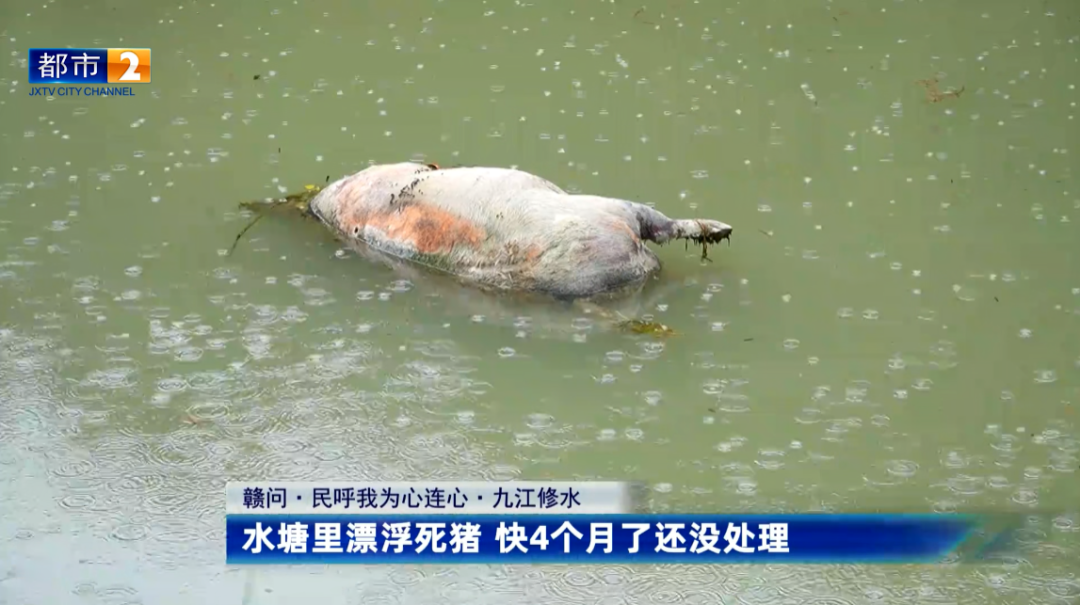 修水县马坳镇一池塘有死猪漂浮快4个月了 恶臭难闻无人处理