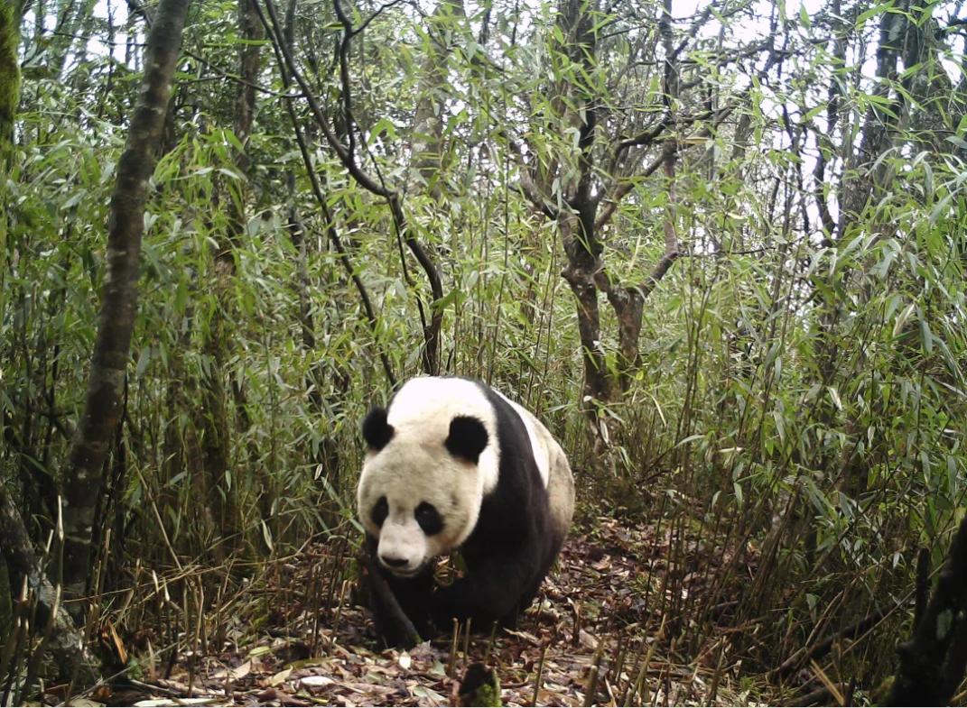 红外相机镜头下的大熊猫（图源：大相岭野外监测巡护队）