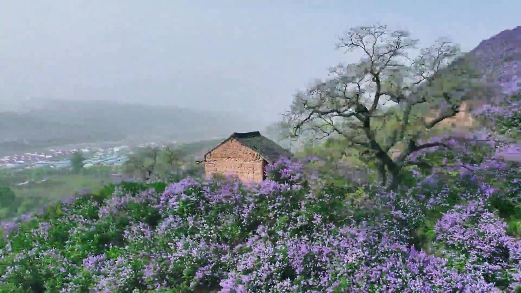 你看那漫山遍野的紫色浪漫，是丁香花暮春的问候