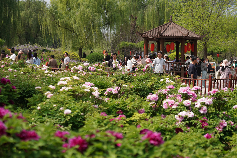 4月21日，游客在河北省柏乡县汉牡丹园内游览。新华社记者 牟宇 摄
