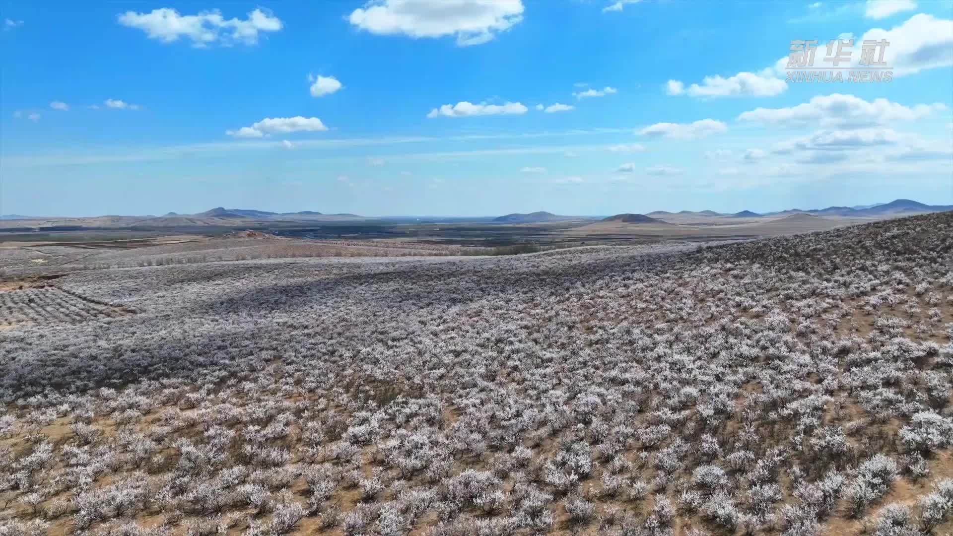 四季旅行·印象内蒙古｜扎鲁特旗380万亩山杏花开
