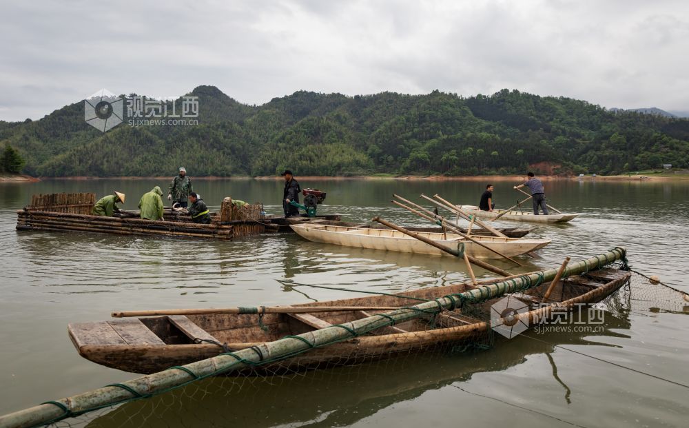 渔民拖着起网的鱼返回岸边。